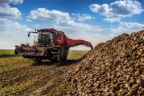 Eine rote Erntemaschine sammelt Rüben von einem Feld ein. Im Vordergrund ist ein großer Haufen geernteter Rüben unter blauem Himmel zu sehen.